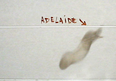 adelaide.jpg